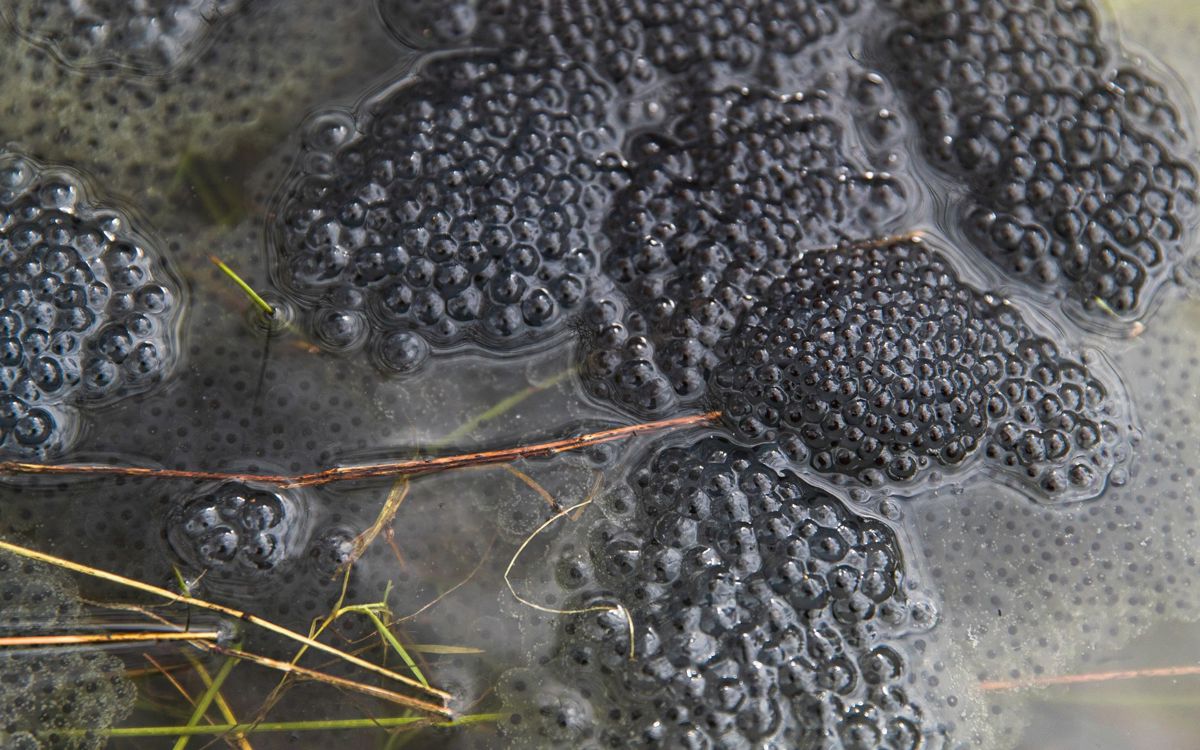 Frog spawn in pond