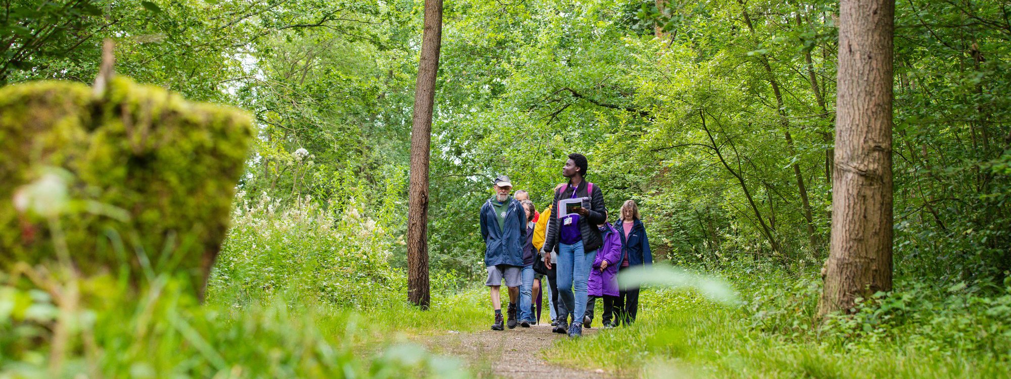 A group being guided through a green woodland on a walk.