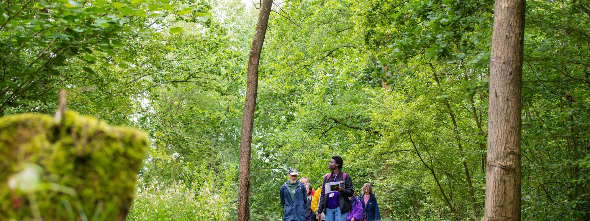 A group being guided through a green woodland on a walk.