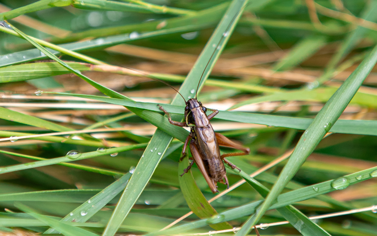 A brown bush cricket sitting amongst the grass. There are small dew drops on some of the blades.