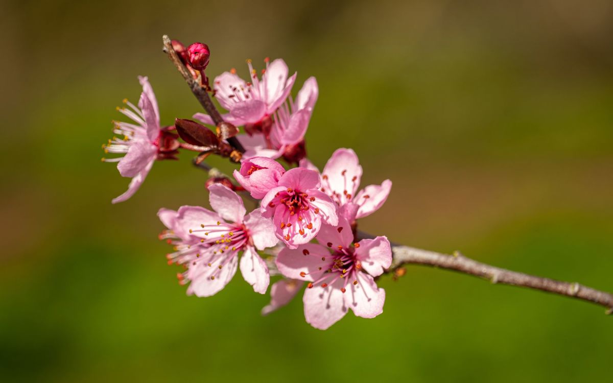 Pink flower blossom