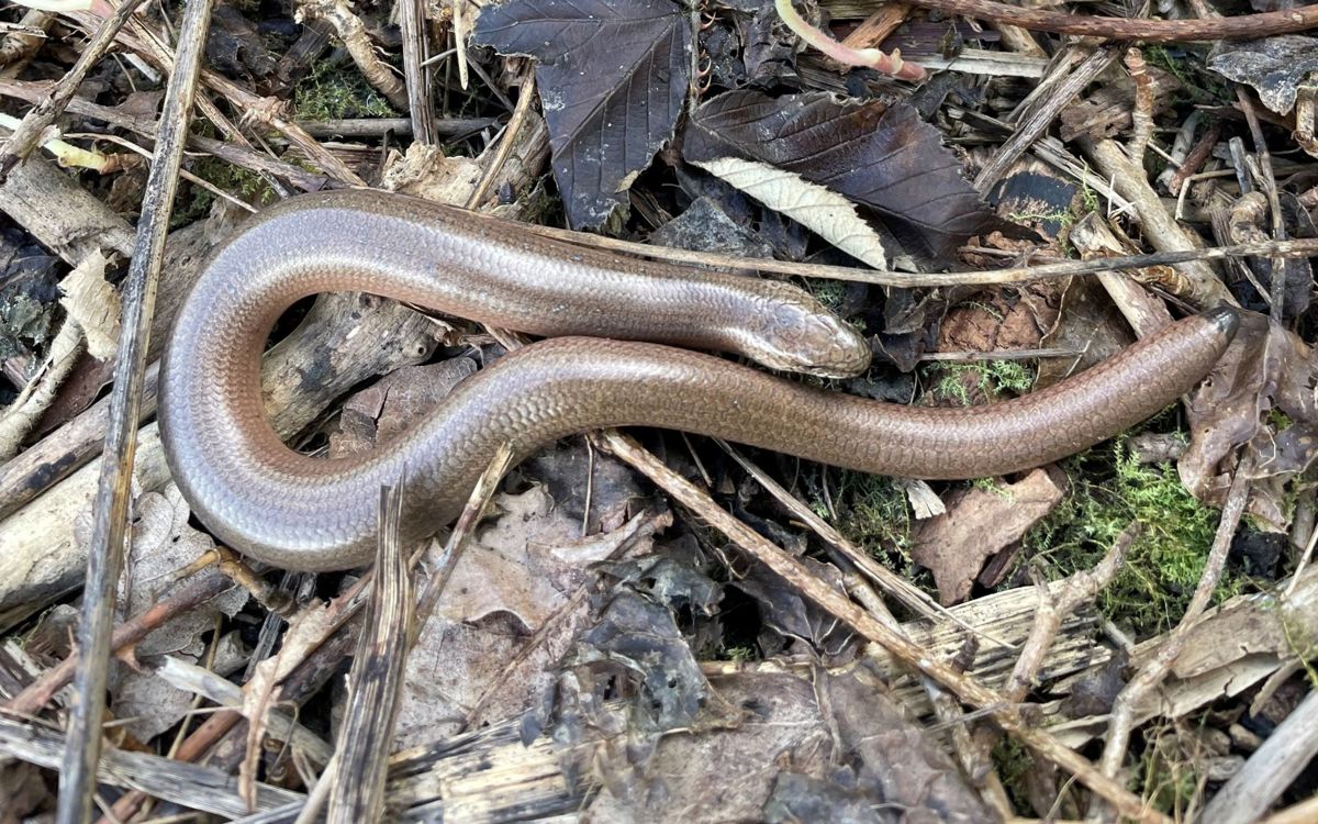 Slow worm in leaves and dead wood in a park