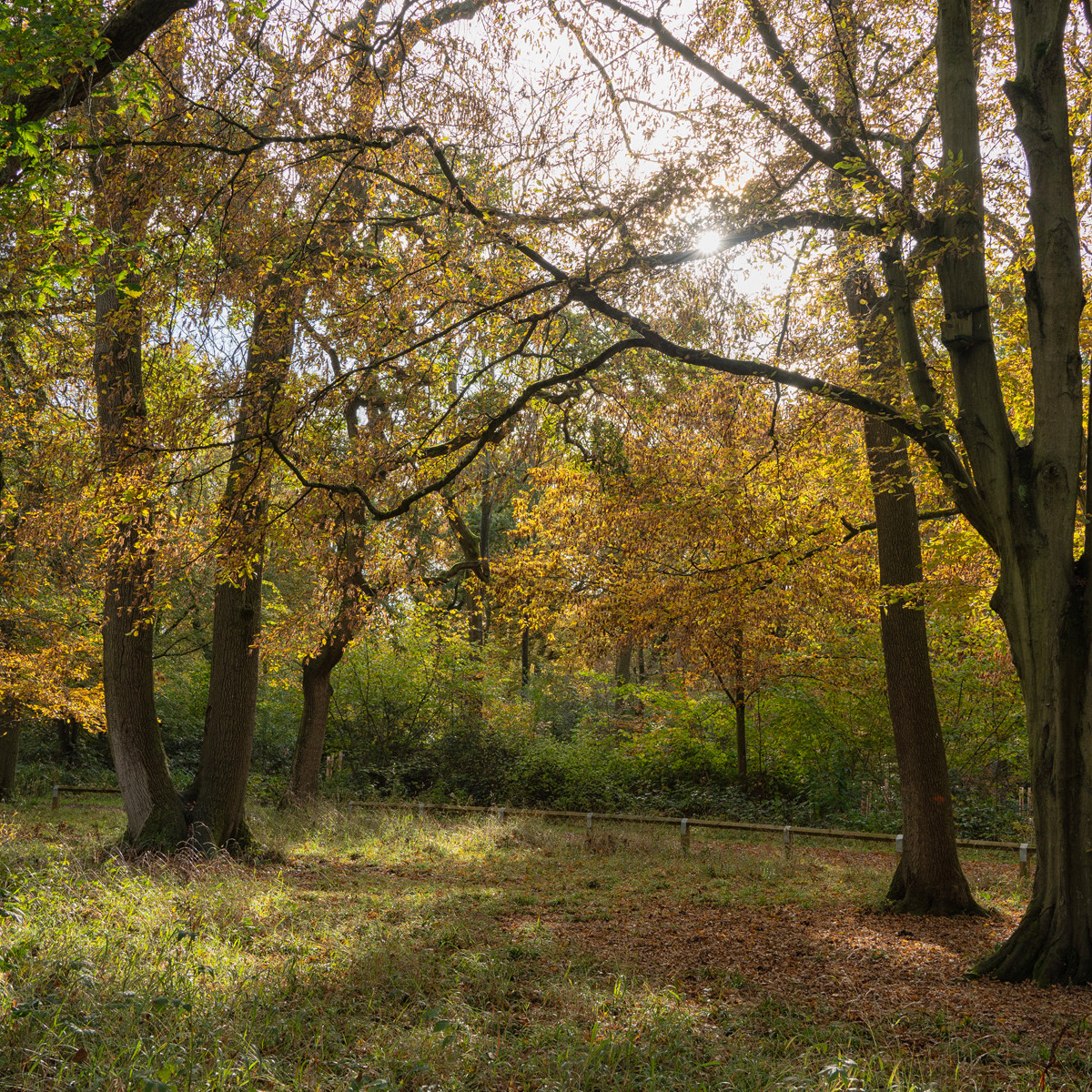 Sun shining through autumn leaves.