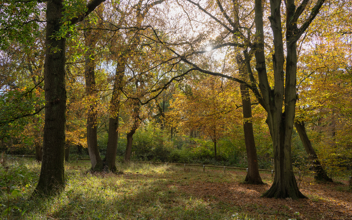 Sun shining through autumn leaves.