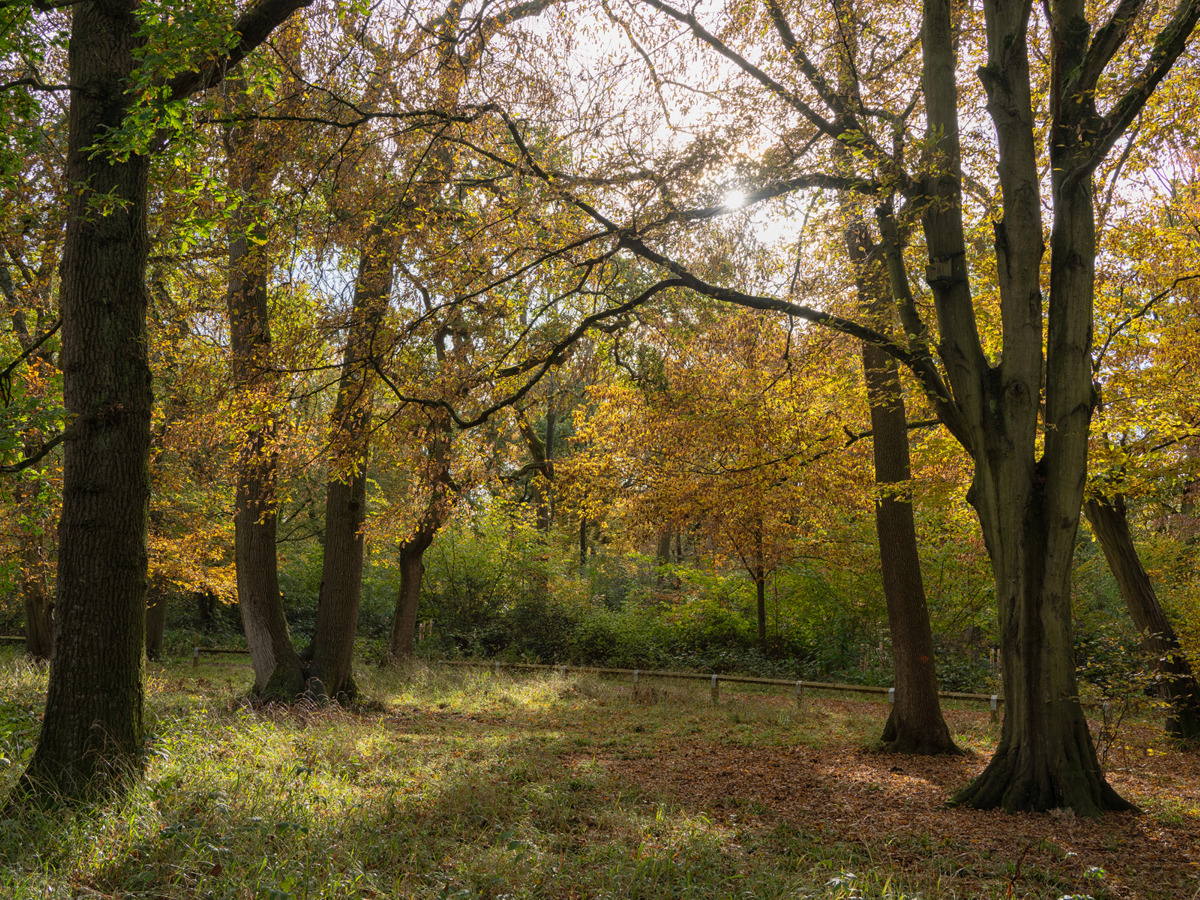 Sun shining through autumn leaves.