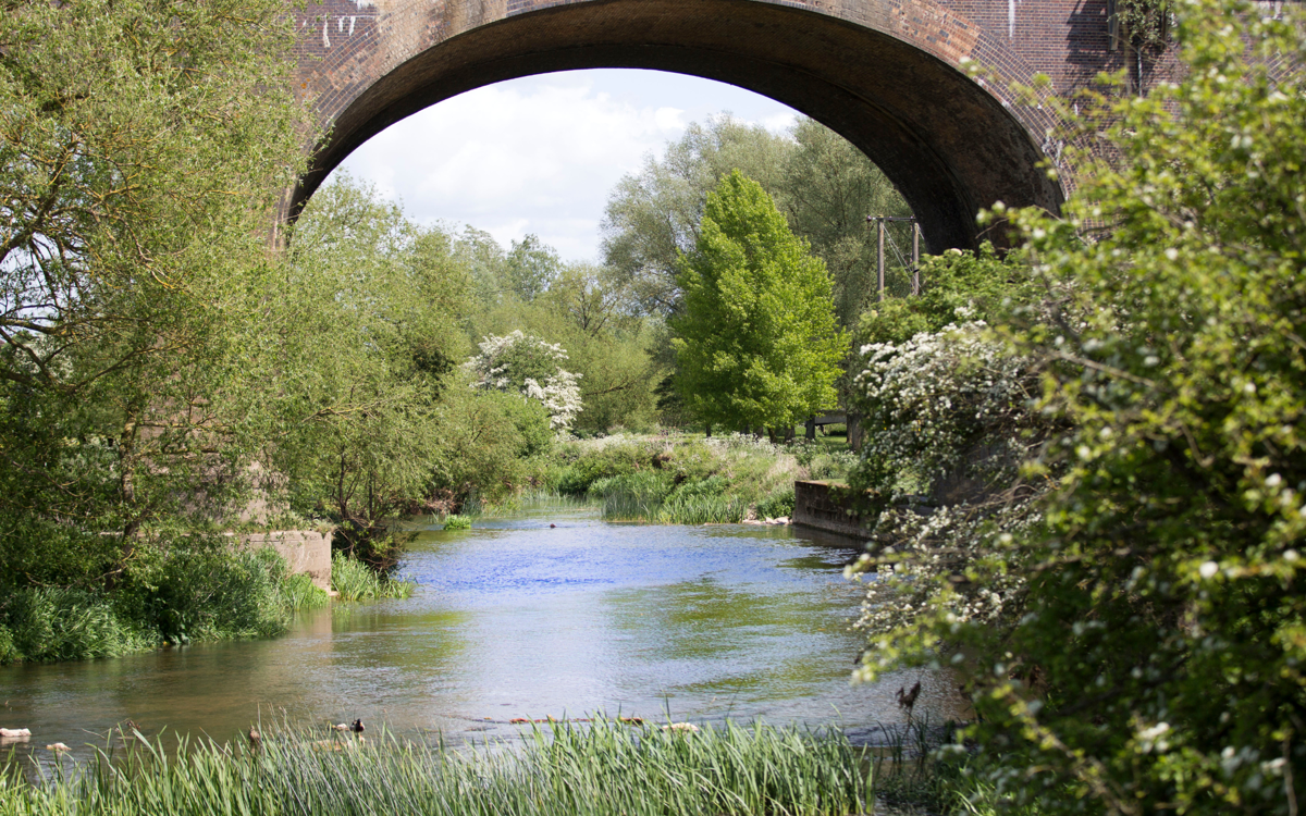 A river running under a large brick railway bridge. Green trees and reeds grow along the riverbank. 