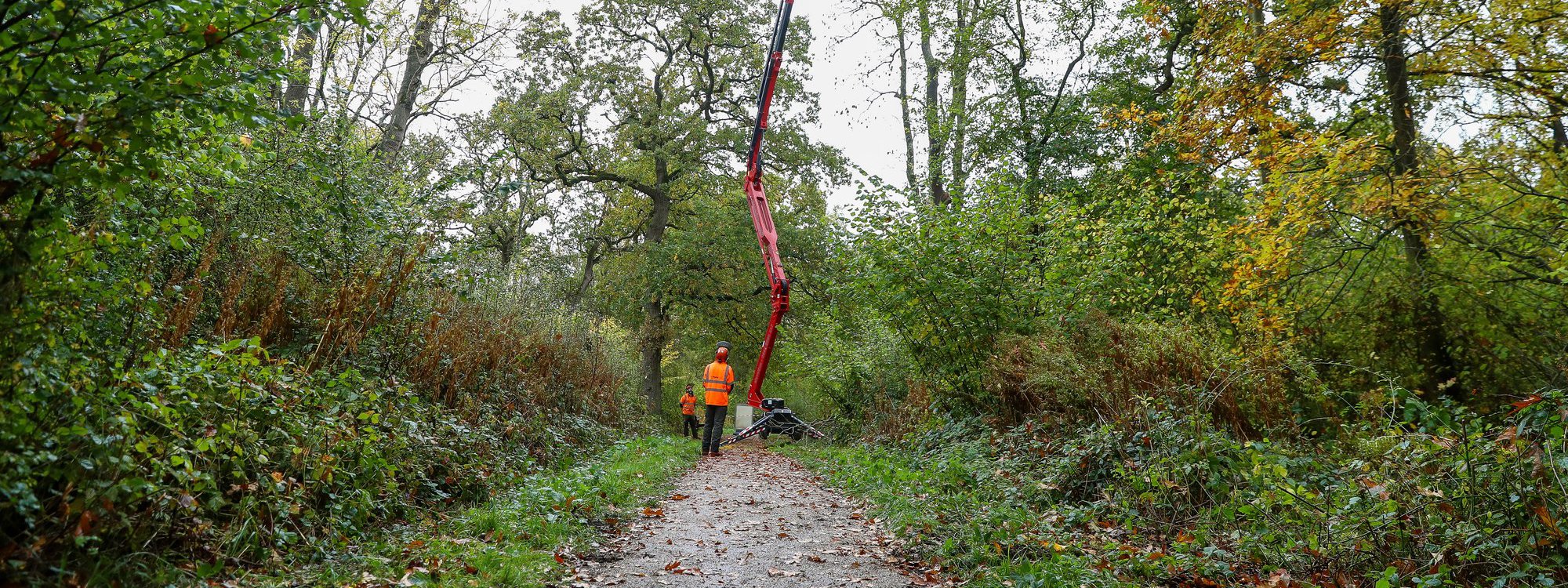 Walk & Talk: Tree ID & Woodland Management | The Parks Trust