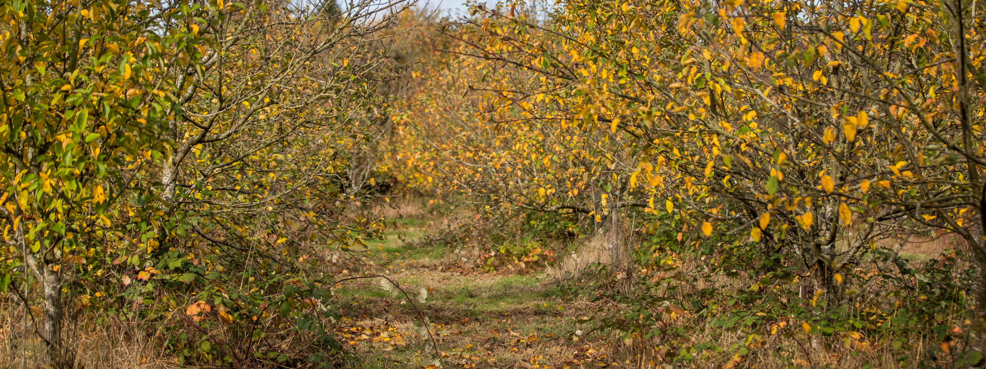 View through the community orchard, with leaves beginning to change colour and fall to the ground