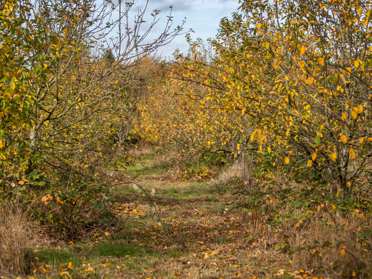 View through the community orchard, with leaves beginning to change colour and fall to the ground