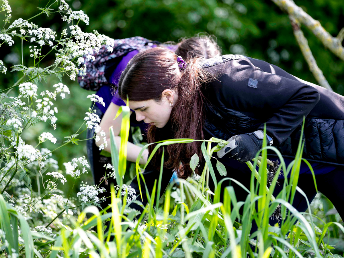 A female teenager looking closely at a plant in a hedgerow