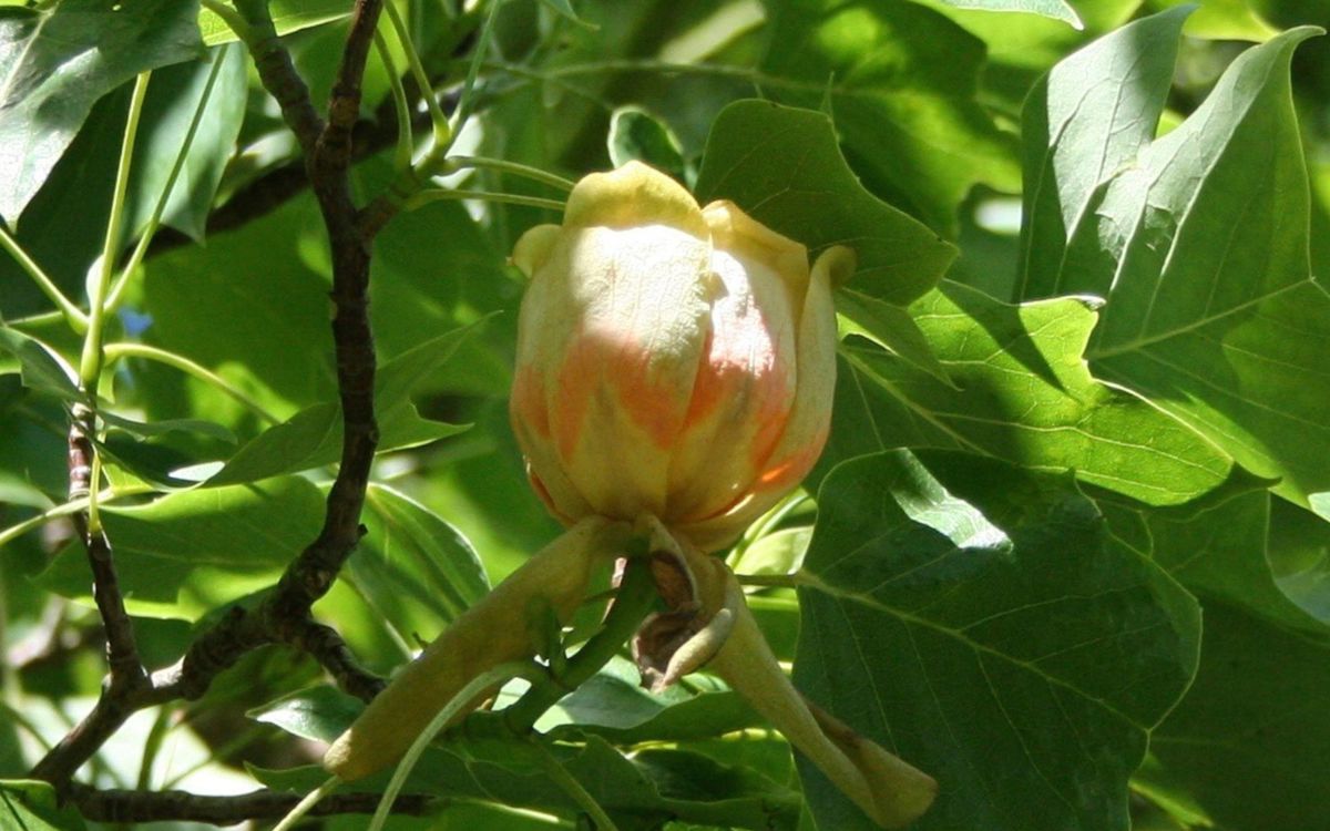 Tulip tree flower in Great Linford Manor Park arboretum