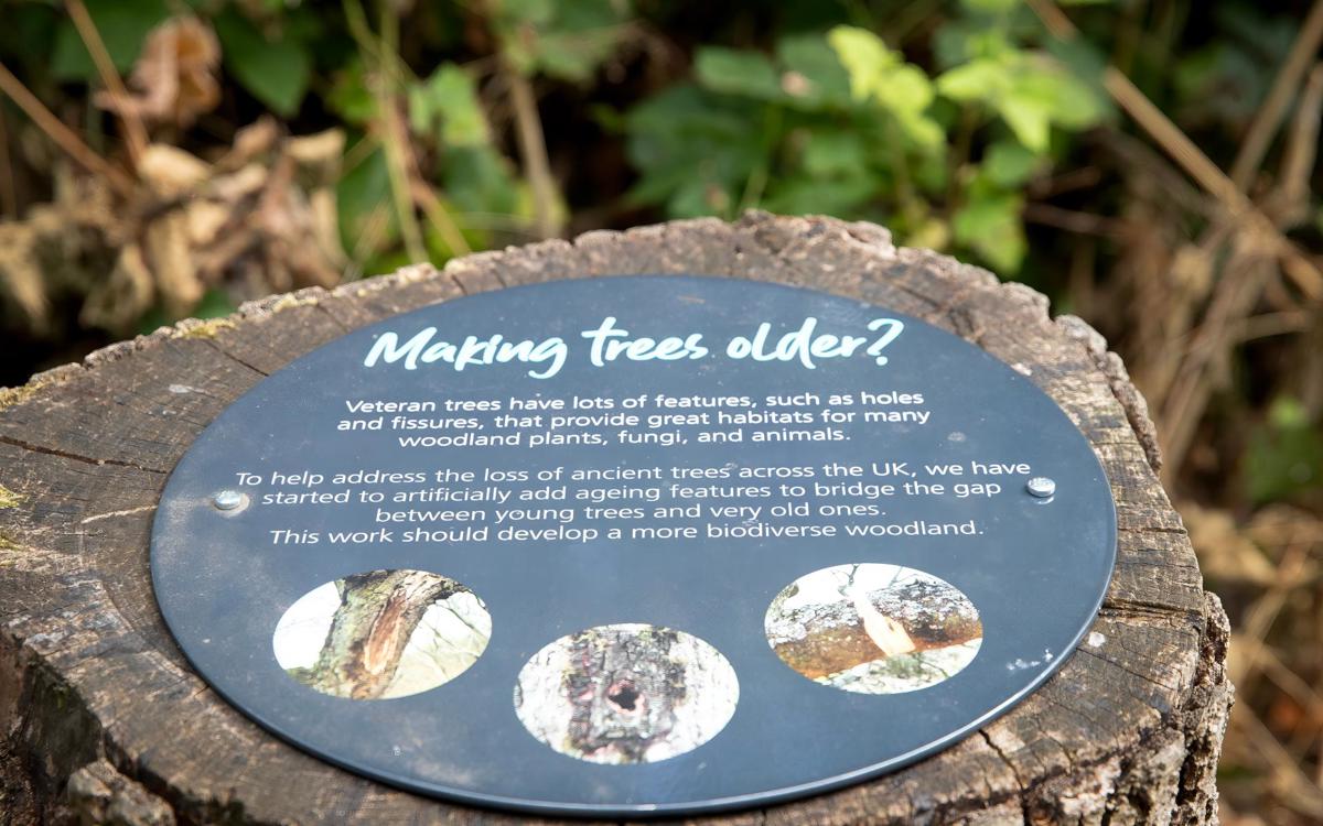 Tree stump with sign about making trees older