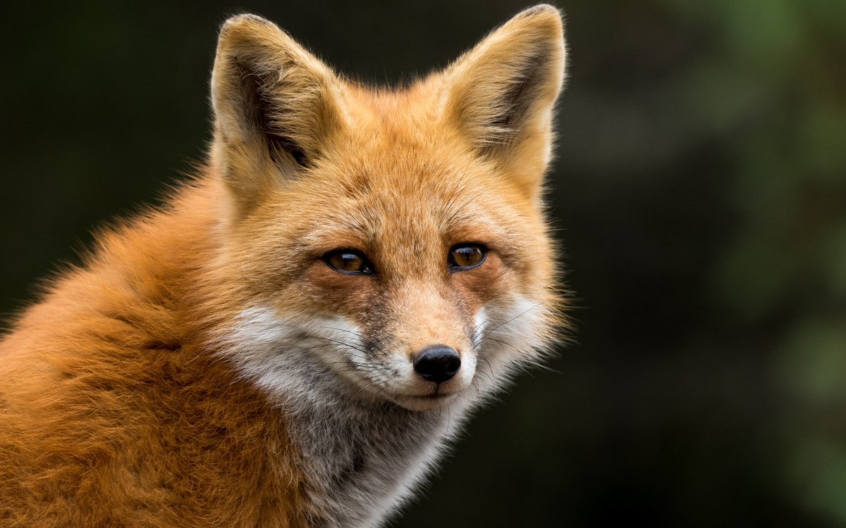 A red fox staring almost directly into the camera, looking over its right shoulder. Just its head and neck are in the frame. Its fur is vibrant and appears soft. Its eyes are slightly narrowed, in a friendly manner, and it almost appears to have a slight smile on its face.