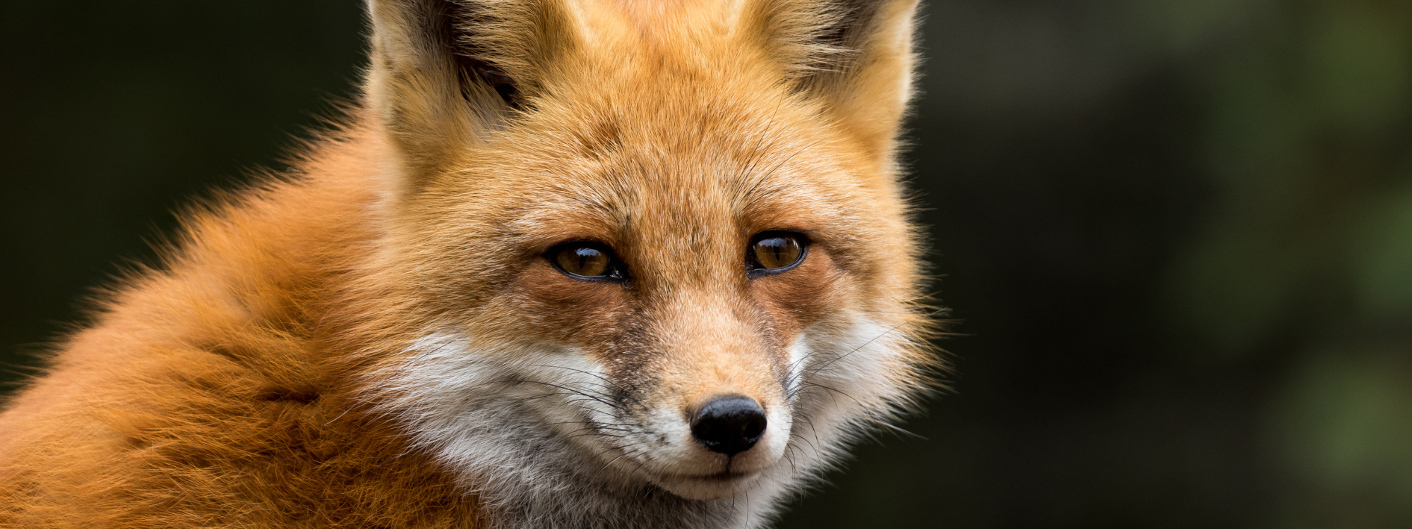 A red fox staring almost directly into the camera, looking over its right shoulder. Just its head and neck are in the frame. Its fur is vibrant and appears soft. Its eyes are slightly narrowed, in a friendly manner, and it almost appears to have a slight smile on its face.