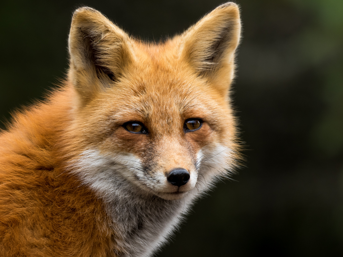 A red fox staring almost directly into the camera, looking over its right shoulder. Just its head and neck are in the frame. Its fur is vibrant and appears soft. Its eyes are slightly narrowed, in a friendly manner, and it almost appears to have a slight smile on its face.