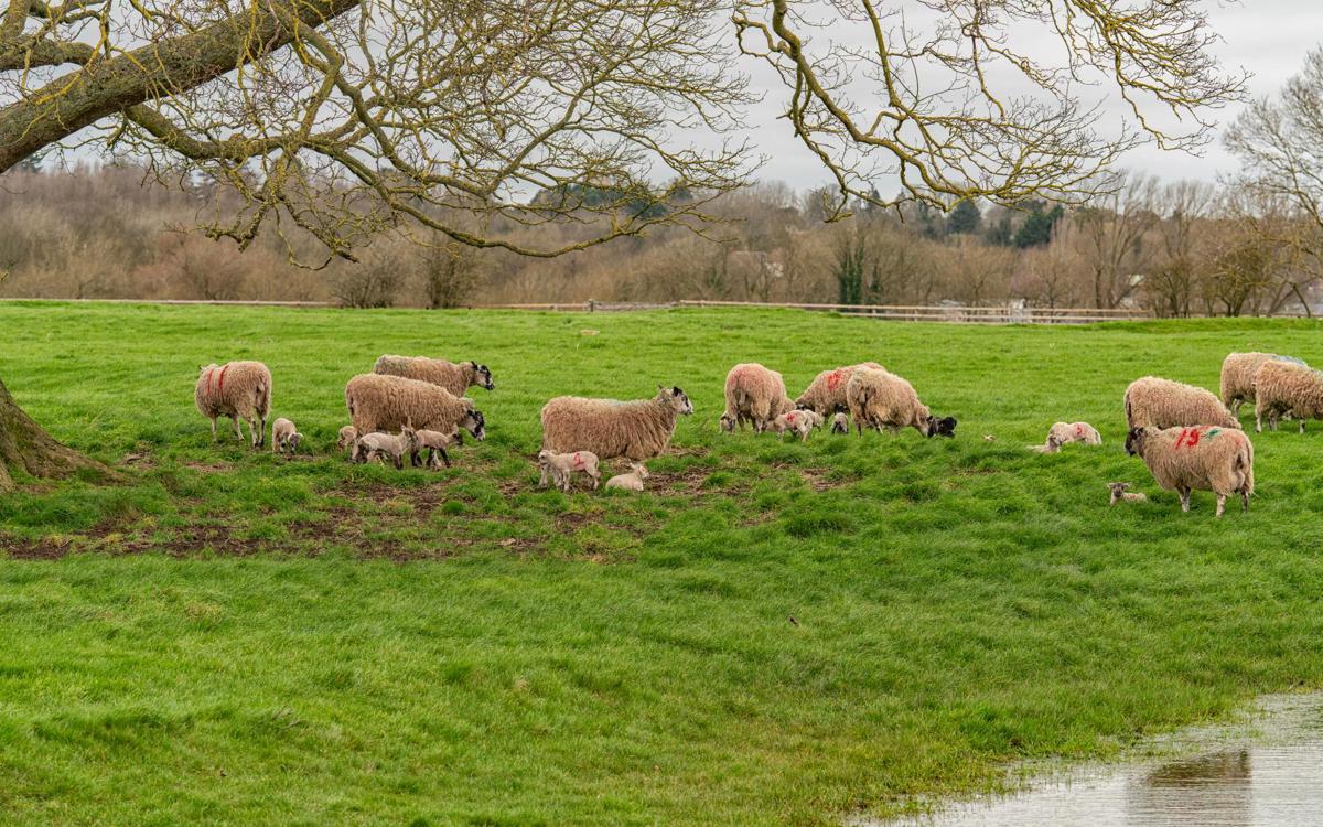 Sheep grazing in a field under a tree