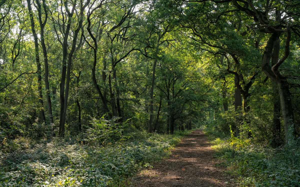 A shady woodland path. Trees are growing over the top of the path with some sunlight breaking through the canopy. The ground is muddy and there are white flowers growing on either side of the path.